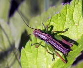 Colorful grasshopper on the green leaf
