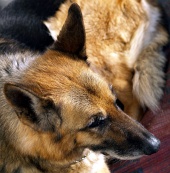 Portrait of German shepherd dog