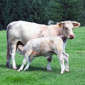Calf feeding from cow