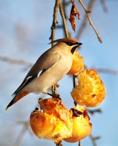 A hungry bird eating apples