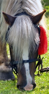Horse with red rosette