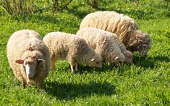 Sheep family in the meadow
