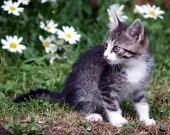 Kitten on green field