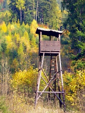 Forest hunting stand