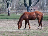 Brown horses grazing in a field