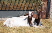 Goats in pen at the farm