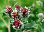 Close-up of red thistles