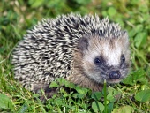 Close-up of one hedgehog in the green grass