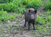 Wild pig or boar