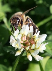 European bee pollinating clover blossom