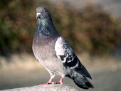 Pigeon standing on the rock