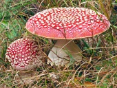 Two Amanita muscarias in grass