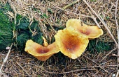 Yellow mushrooms