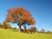 Horses under tree at late evening