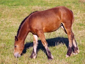 Young horse grazing on meadow